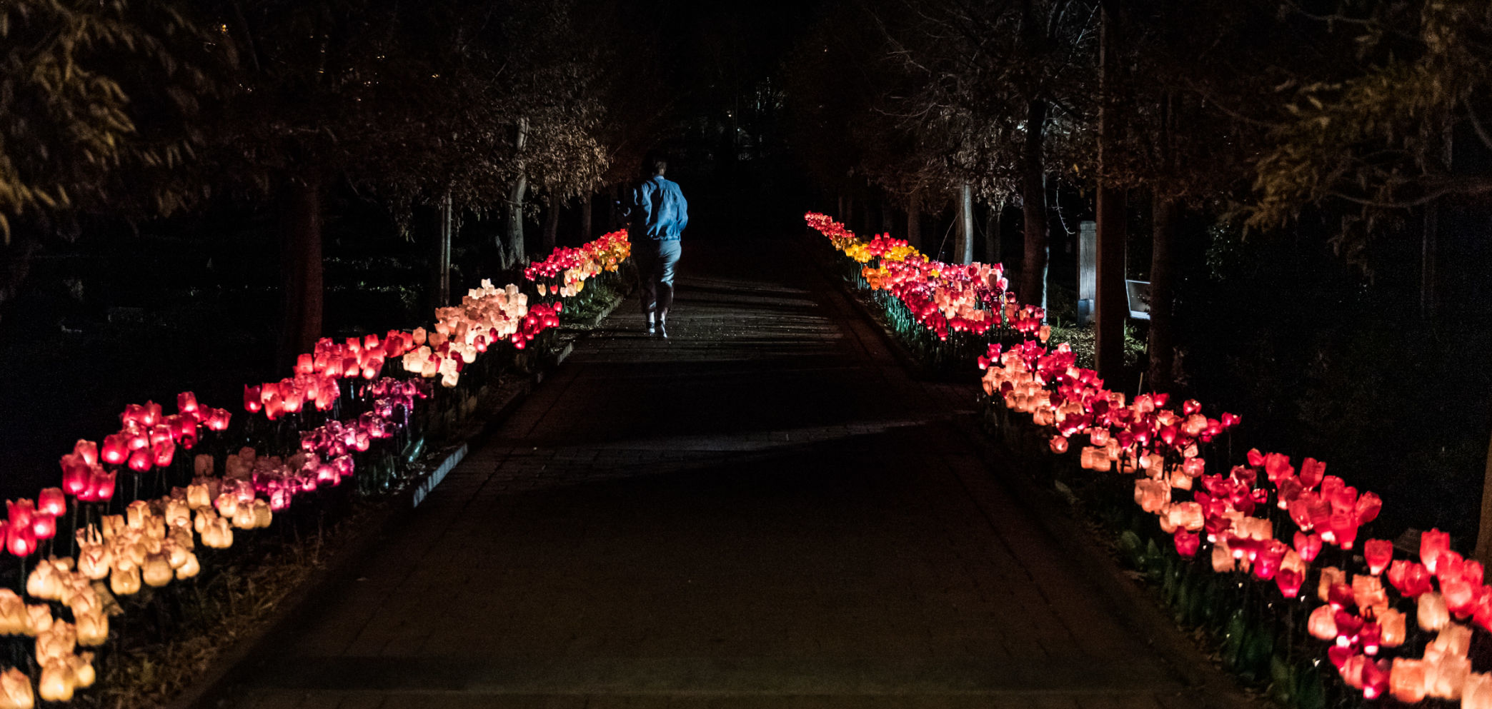 Ciener Garden Tulip Holiday Blooms Light Display
